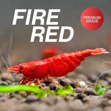 Fire red neocaridina for sale  Orange