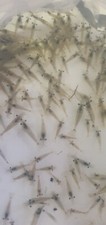 River shrimps for sale  UK