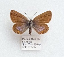 Female british silver for sale  EASTLEIGH