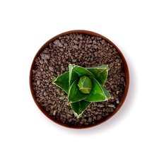 Agave victoriae reginae usato  Roma