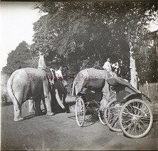 Cambodia elephants rickshaw d'occasion  Expédié en Belgium