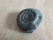 Dactylioceras ammonite fossil for sale  STOCKTON-ON-TEES