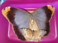 Entomologie schmetterlinge set gebraucht kaufen  Ludwigsburg