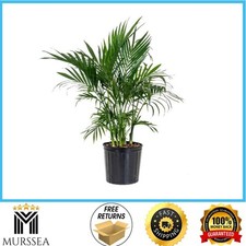 Cat palm chamaedorea for sale  Ripplemead