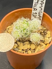 Mammillaria vetula ssp for sale  MOLD