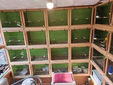 Double canary breeding for sale  CHIPPENHAM