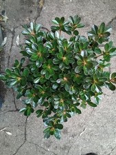 Japanese azalea pink for sale  BURY