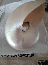Perlmutt nautilus rezent gebraucht kaufen  Xanten