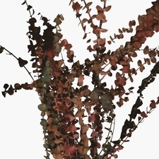 Dried eucalyptus leaf for sale  Steamboat Springs