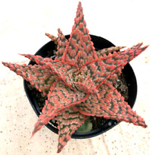 torch aloe for sale torch aloe for sale San Marcos