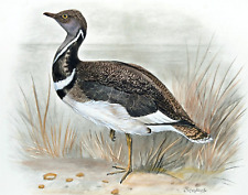 Little bustard antique for sale  NORWICH
