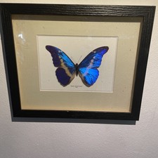 Helena morpho taxidermy gebraucht kaufen  Frankfurt am Main