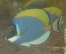 Powder blue tang for sale  Homestead