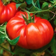 Giant beefsteak tomato for sale  Pittsburgh