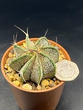 Astrophytum for sale  MOLD
