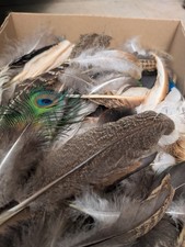 Federn zum basteln gebraucht kaufen  Braunfels