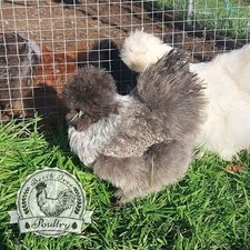 Usa silkie eggs for sale  SPILSBY