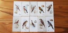 Antique bird eggs for sale  CLEETHORPES