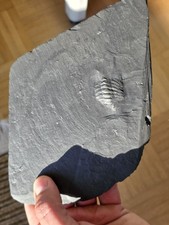 Trilobit fossil bundenbach gebraucht kaufen  Mainz