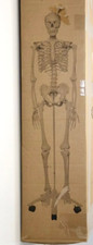 Elementary anatomy buddy gebraucht kaufen  Delbrück
