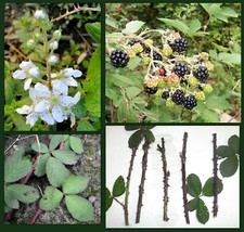 Blackberry rubus organic for sale  Lakewood
