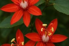 Passiflora rote passionsblume gebraucht kaufen  Kaiserslautern