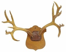 Taxidermy deer antler for sale  Corpus Christi