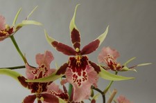 Oncidium alicesra pink for sale  CHELMSFORD