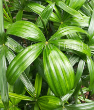 Rhapis gracilis miniature for sale  Miami