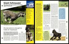 Giant schnauzer temperament for sale  SLEAFORD