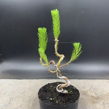 Shohin mugo pine for sale  HULL