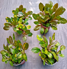 Yes four ajuga for sale  NORTHAMPTON