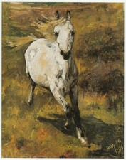 White mare lucy for sale  BARNSLEY