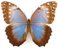 Morpho helenor ctavia gebraucht kaufen  München