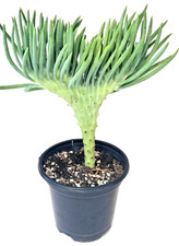 Crested senecio vitalis for sale  Highland