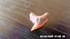 Orange cream contortus for sale  Bradenton