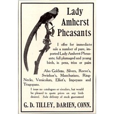 Lady amherst pheasants for sale  Hinckley