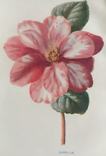 Antique print camellia for sale  TORRINGTON