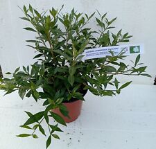 Gardenia jasminoides radicans usato  Vaprio d'Agogna