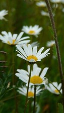 Eye daisy wildflower for sale  WEYMOUTH