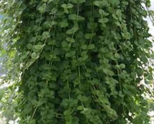 Herb plants garden for sale  WORKSOP
