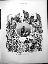 Print land birds for sale  UK