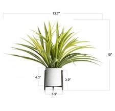 Potted spider plant for sale  Lincoln