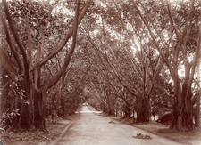 Algeria. jardin algiers.photo d'occasion  Expédié en Belgium