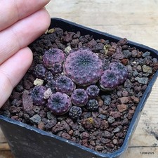 Sulcorebutia rauschii violacid usato  Trevi