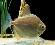 Silver dollar fish for sale  De Leon Springs