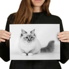 Sacred birman birma for sale  SELBY