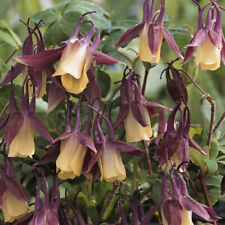 Thompson morgan aquilegia for sale  IPSWICH