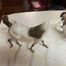 running arabians for sale running arabians for sale Saint Augustine