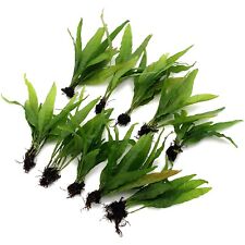 Microsorum pteropus java for sale  HOUNSLOW